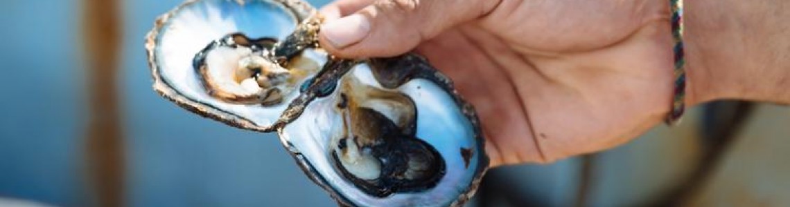What are Oysters? How do they make Pearls? What are Oysters? How do they make Pearls?