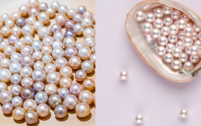 Akoya vs Freshwater Pearls: Choosing the Perfect Pearl Type