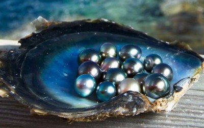 Decoding the Mystery of Black Pearls: A Guide to Choosing the Perfect One