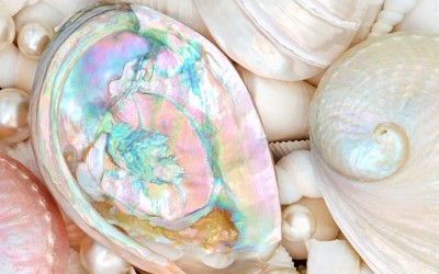 Everything You Need to Know about Mother of Pearl