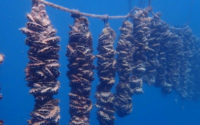 Why are Pearls So Precious? The Process of Pearl Farming!