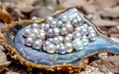 Understanding Pearl Colors: How Do Oysters Make Colored Pearls?