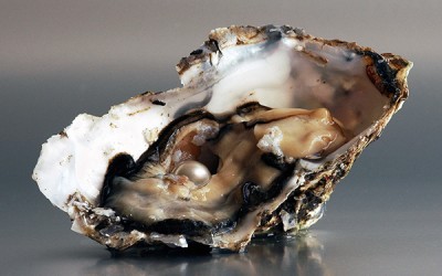 What Is an Oyster? How Do Oysters Make Pearls?