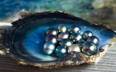Discovering Tahitian Black Pearls: A Comprehensive Guide with Striking Visuals