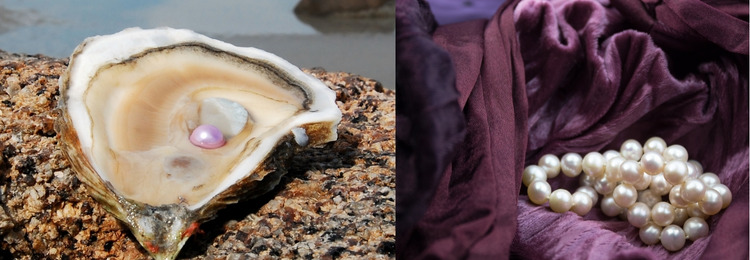 how much is a pearl worth from a clam